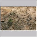Andrena vaga - Weiden-Sandbiene -11- 04.jpg